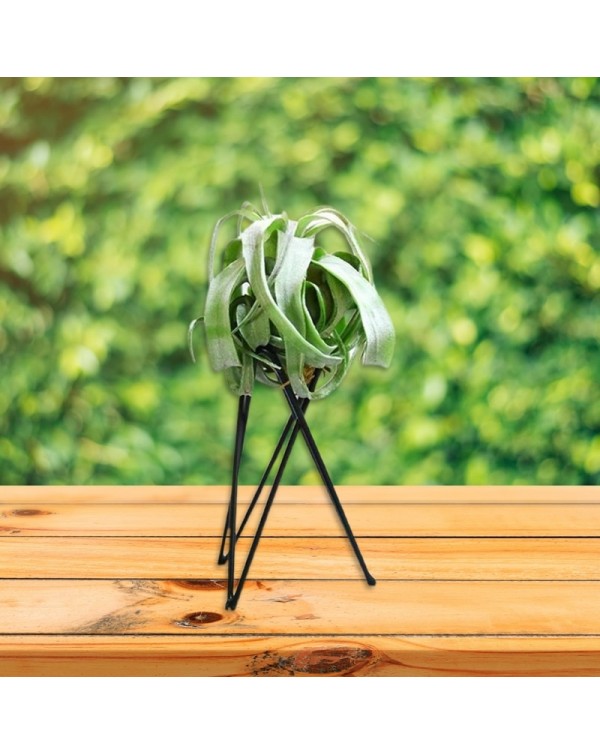 D08D Nordic Style Air Plant Holder Metal Flower Pot Stand Geometric Iron Tillandsia Holder Art Display Home Garden Ornaments